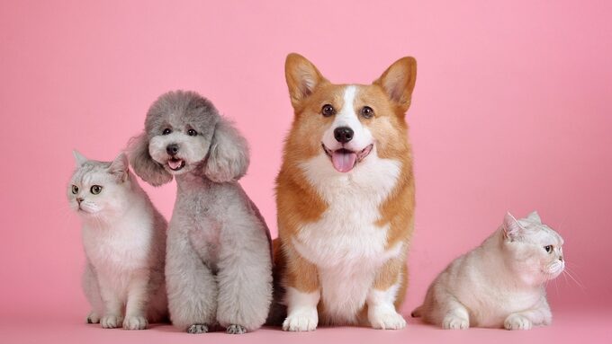 pets-g11f31ea8a_1920.jpg